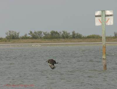 Osprey5is getting airborne with fish 8x6.jpg