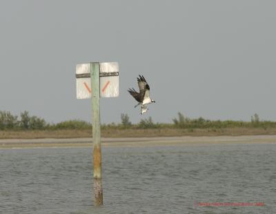 Osprey6 getting more lift 8x6.jpg