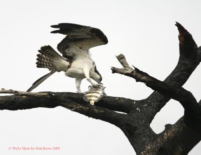 Osprey11 eating its catch 8x6.jpg