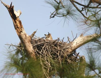 Horned Owl on nest 1-28-05 8x6.jpg