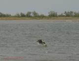 Osprey4 lifting out with fish 8x6.jpg