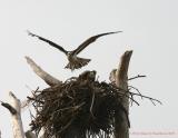 Ospreys on nest 8x6.jpg