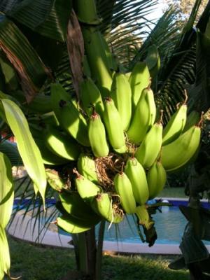 banana tree in front of our room and then you see the pool