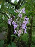 orchids growing wild in the rainforest