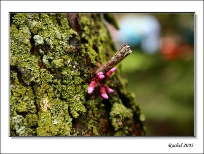 spring is finally coming