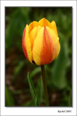 Tulip