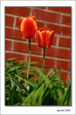 Tulip