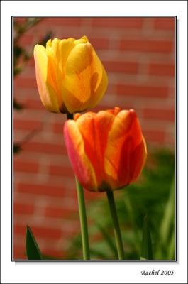Tulip