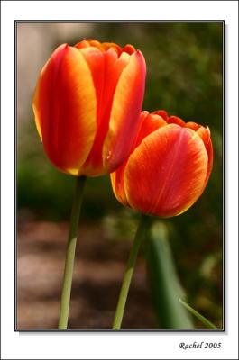 Tulip