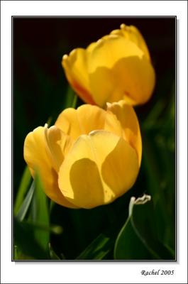 Tulip