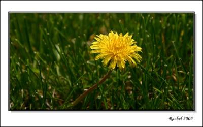 small yellow flower