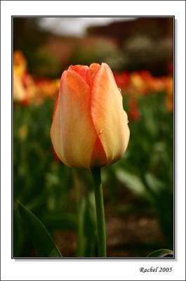 Tulip