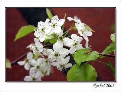 white flower