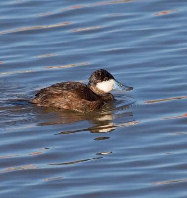 Ruddy Duck