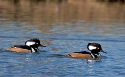 Hooded Mergansers