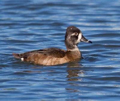 Ringed Neck Duck