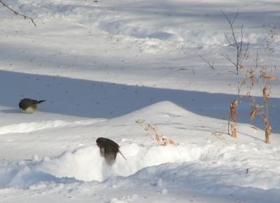 Juncos P1090484s.JPG
