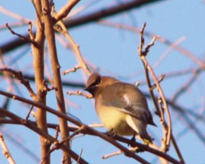 Cedar waxwing P1120299a.jpg