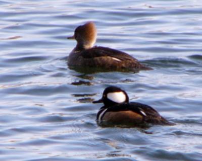 Hooded mergansers P1120307a.jpg
