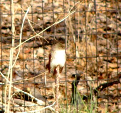 Eastern phoebe P1120327a.JPG