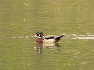 Wood duck P1120377a.JPG