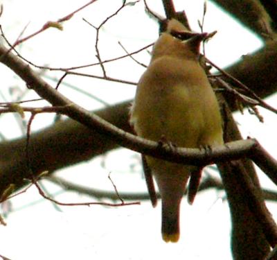 Cedar waxwing P1120389b.jpg