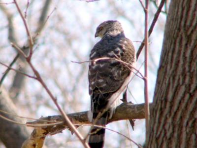 Cooper's hawk P1120485a.jpg