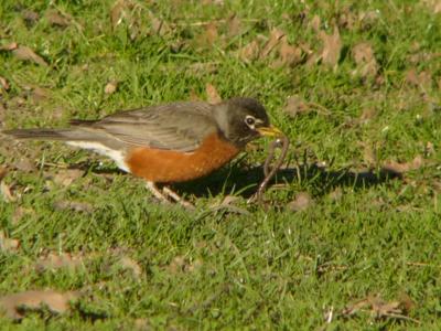 American robin and worm P1120826.JPG