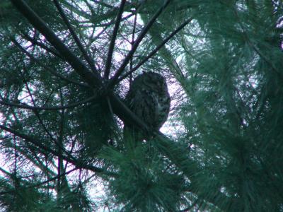 Screech owl P1120877a.JPG