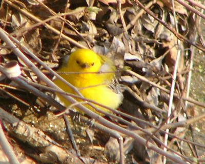 Prothonotary warbler Central Park 1130197s.jpg