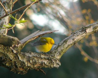 Prothonotary warbler Central Park 1130231b.jpg