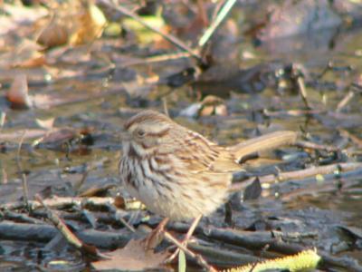 Song Sparrow  P1130212.JPG