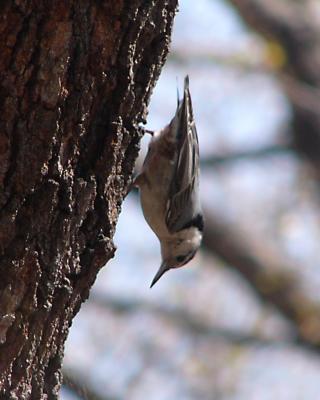 White breasted nuthatch P1130345a.jpg