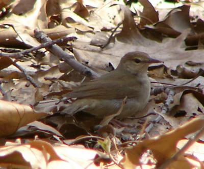 Swainson's warbler Forest Park 30374a.jpg