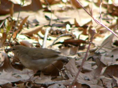 Swainson's warbler Forest Park  P1130376a.jpg