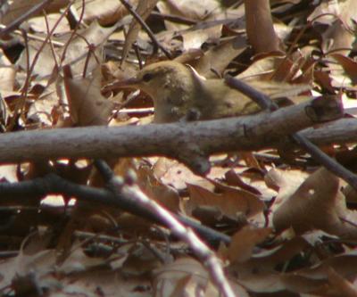 Swainson's warbler Forest Park  P1130378a.jpg