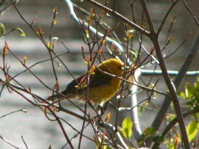 Prothonotary warbler P1130473as.jpg