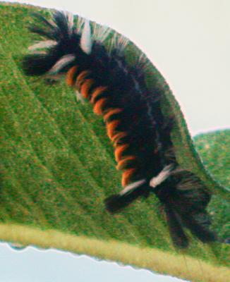 Tiger Moth variety on milkweed plant