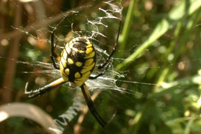 Garden Spider (argiope species)
