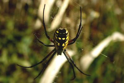 Garden Spider (argiope species)
