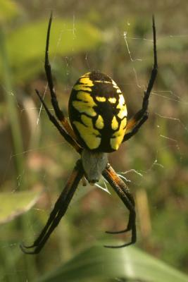 Garden Spider (Argiope species)