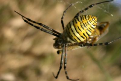 Garden Spider (Argiope_striped variety)