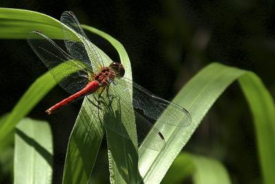 Ruby Red Dragonfly