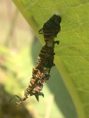 caterpillar skin