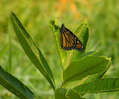 Monarch on Milkweed