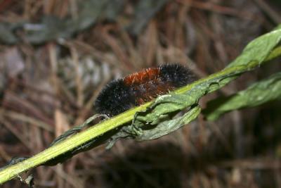 Wooly Bear and Mild Winter