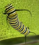 caterpillar 3