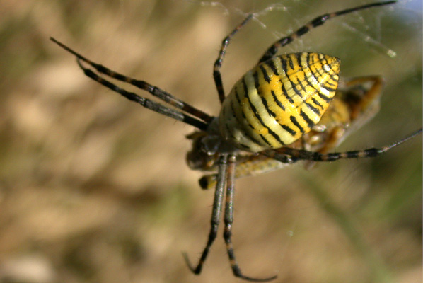 Garden Spider (Argiope_striped variety)