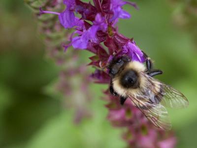 Bumblebee