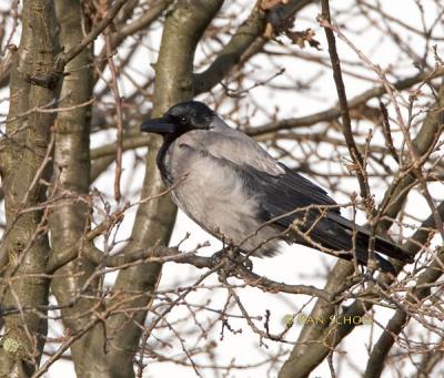 Bonte Kraai - Hooded Crow